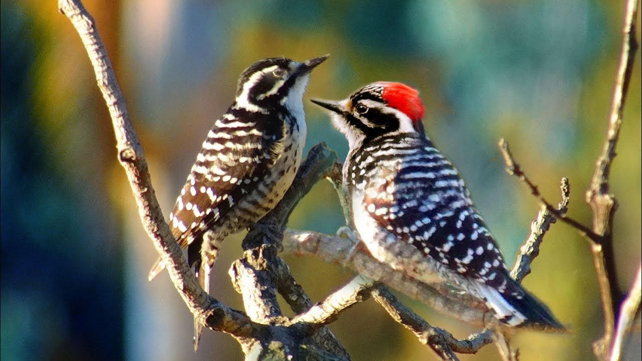 WOODPECKERS – 1  BWVA – 0